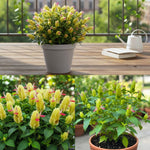 Yellow Pink Shrimp Plant Live, Live Shrimp Shrubs Plant, 5-7 Inches Tall, Easy Care Houseplant, Fragrant Blooms, Indoor Outdoor Growing