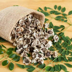 Moringa Plant Live in 4 Inch Pot, Moringa Oleifera Drumstick Tree, Hardy Perennial Herb Plant