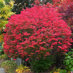 Set 2 Burning Bush Bare Roots 6-12'' Tall, Ready to Grow, Hardy Shrubs for Landscaping, Red Fall Foliage