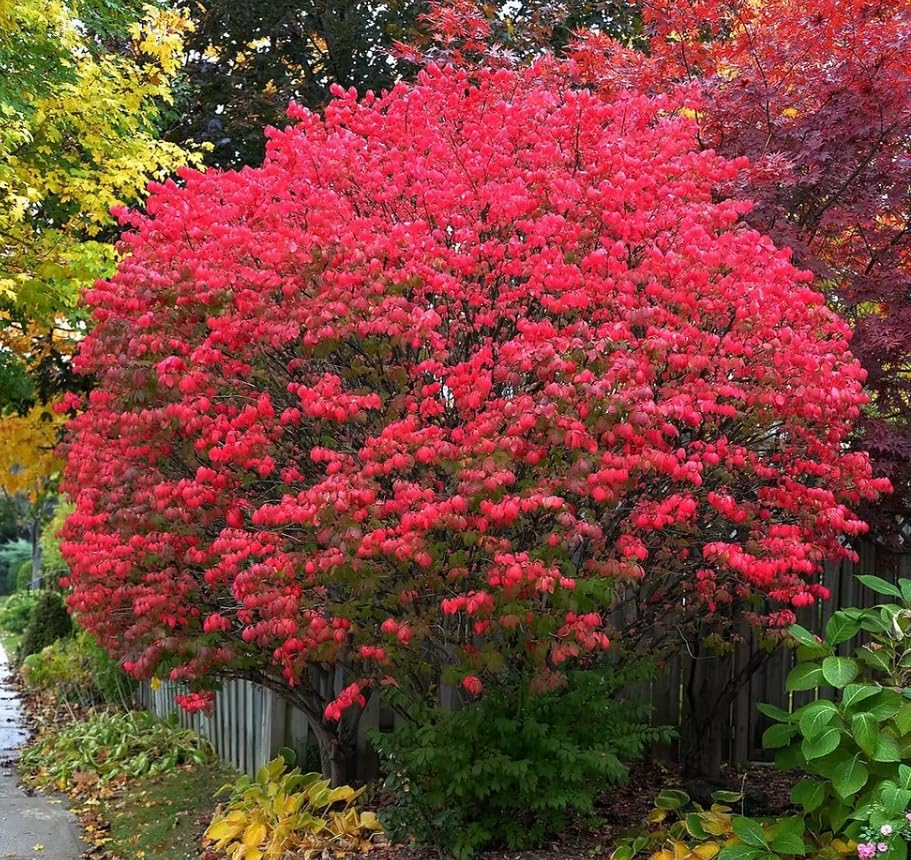 Set 2 Burning Bush Bare Roots 6-12'' Tall, Ready to Grow, Hardy Shrubs for Landscaping, Red Fall Foliage
