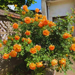 Roses Live Plant, Climbing Rose Plant Live from 5'' Tall, Bush Shrub Plants, Fragrant Flower Garden (Orange)