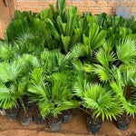 Live Palm Tree Plant in 3 Gallon Pot, No CA, Large Fully Rooted Size, Ready to Plant for Home Décor Indoor Outdoor Landscape, Rare Palm Trees, Umbraculifera Palm