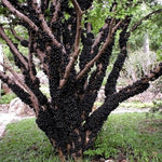 12" Black Jaboticaba Tree Plant Live, Jabuticaba Black Grape Fruit Plant, 1 Feet Tropical Plants Garden