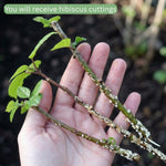 Orange Hibiscus Plant for Outdoor Planting, Hardy Hibiscus Flowers Colorful Blooms, Hibiscus Plant for Grow, 5-7'' Tall