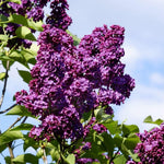Lilac Live Plant in Pot, Hardy Shrub with Reblooming Blossoms, 1-2 Year Old Plant, Dormant in Winter, Fragrant Flowers (Purple Lilac)