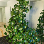 Money Plant, Pilea Peperomioides Plant Live, 5 to 7 Inches Tall, Money Live Plant for Garden