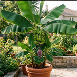 Dwarf Cavendish Banana Live Plant, Sweet Yellow Fruit Tree, 12 Inch Tall