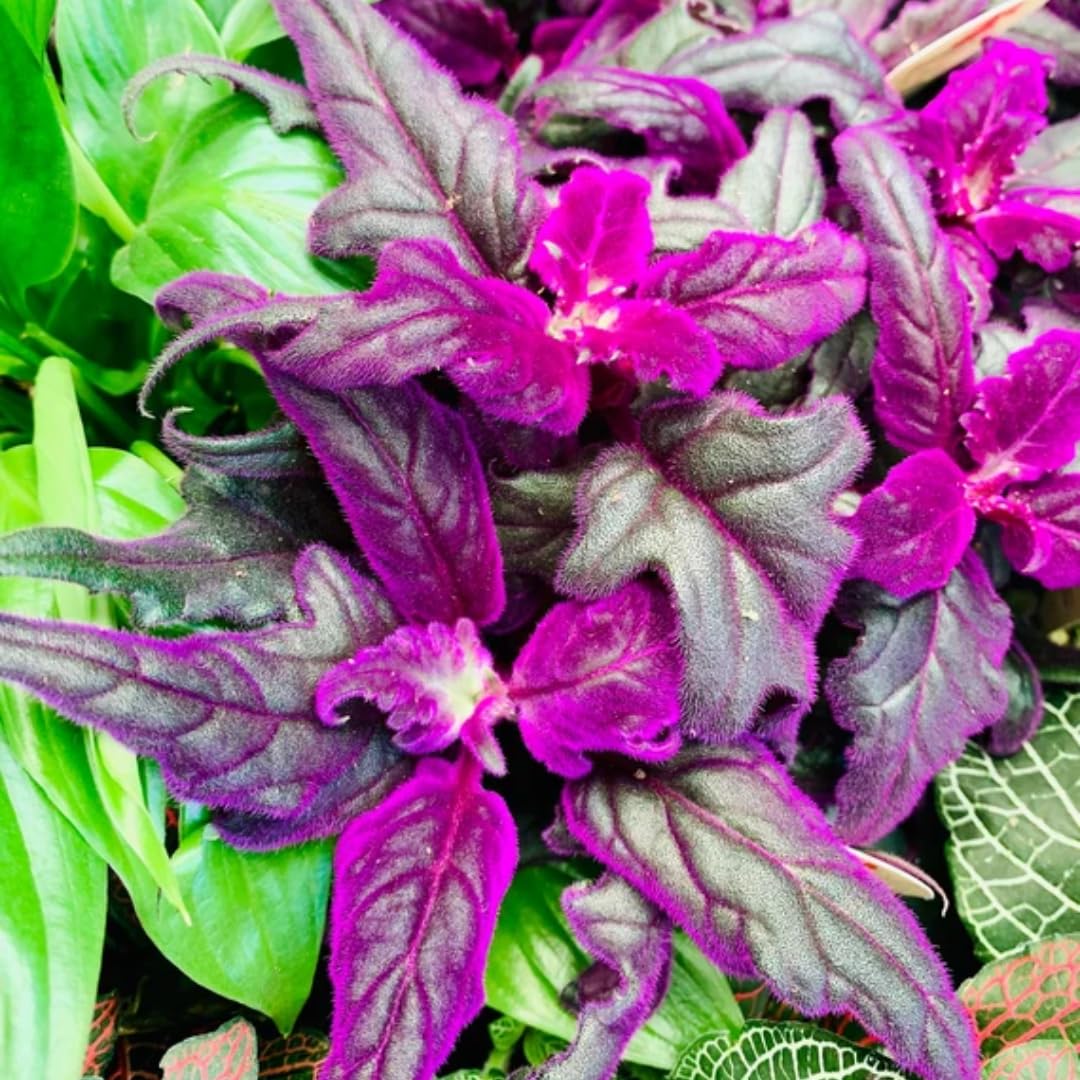 2 Gynura Purple Passion Plants Live, 4 to 8 Inches Tall, No Pot, Vibrant Purple Foliage, Ready for Indoor or Outdoor Growing