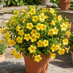 3 Dwarf Allamanda Plant Live, Yellow Allamanda Flower Plant, Tropical Yellow Flowering Plants for Outdoor Garden and Container Growing, No Pot
