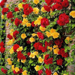 Climbing Roses Live Plants, Golden Orange Rose Climbing Bushes for Planting, No Pot, Cut Back, Well Rooted, No Leaf for Planting