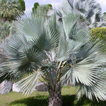 Live Palm Tree Plant in 3 Gallon Pot, No CA, Large Fully Rooted Size, Ready to Plant for Home Décor Indoor Outdoor Landscape, Rare Palm Trees, Huge Fan Leaves Palm