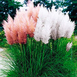 2 Mix Pampas Grass Plants Live, 5-9 Inch Tall, Ornamental Grass Live Plants for Outdoor Landscaping
