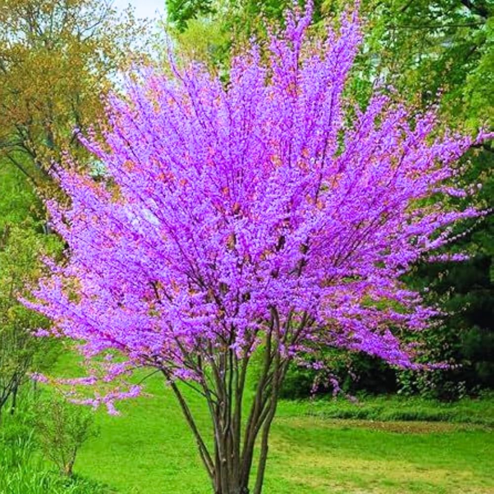 Pack 4 Redbud Trees Live Dormant, Eastern Red Bud Hardy Flowering Trees, 6-12 Inch Height