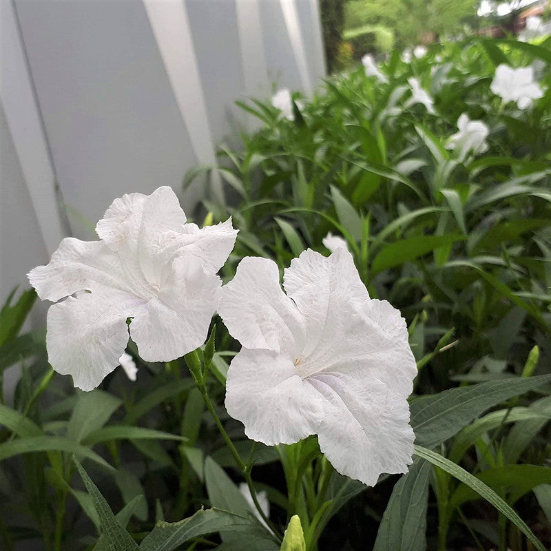Mexican Petunia Plant