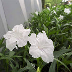 Mexican Petunia Plant