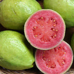 Pink Guava Tree Live Plant, 12-16 Inches Tall in Half Gallon Pot, Tropical Fruit Tree, Cold Hardy, Zones 9-11