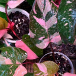 2 Assorted Princess Philodendron Plants, Variegated Leaf Houseplant, Tropical Indoor Plant 5 to 8 Inches Tall Well-Rooted, No Pot