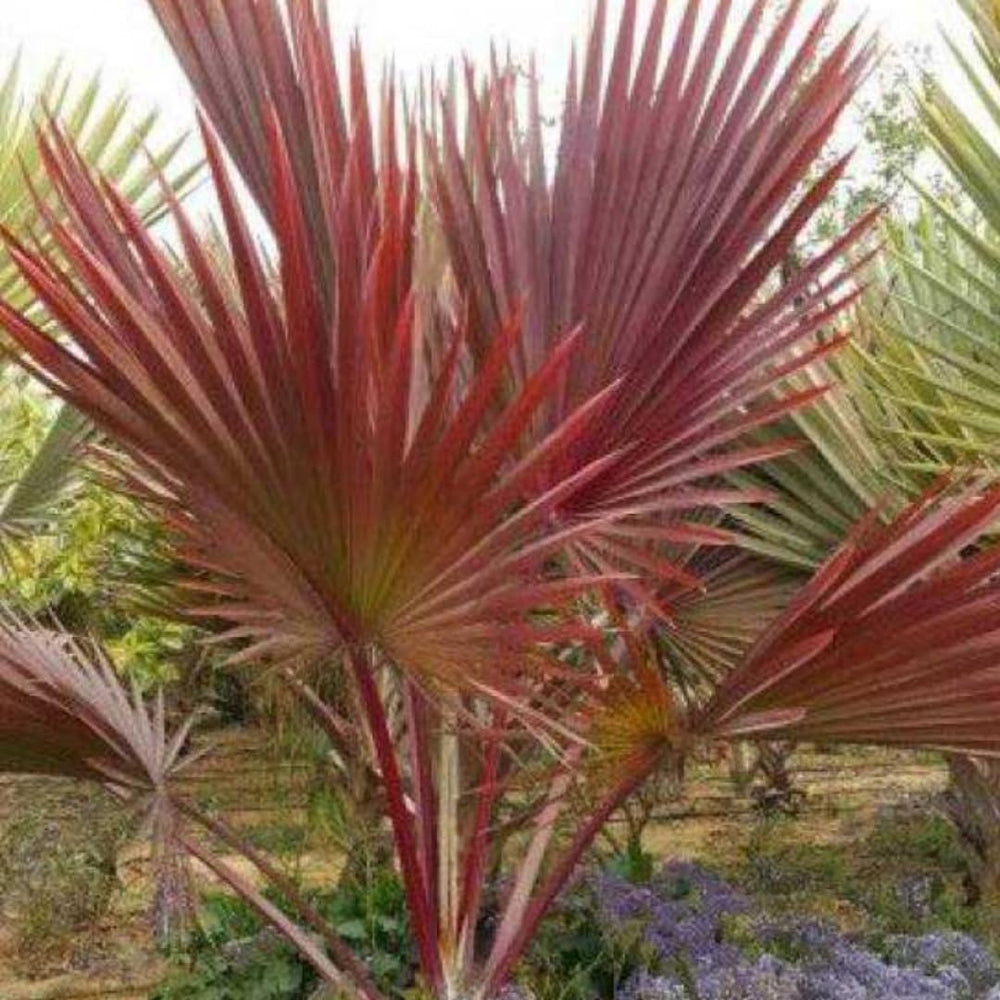 Live Palm Tree Plant in 3 Gallon Pot, No CA, Large Fully Rooted Size, Ready to Plant for Home Décor Indoor Outdoor Landscape, Rare Palm Trees, Latan Palm