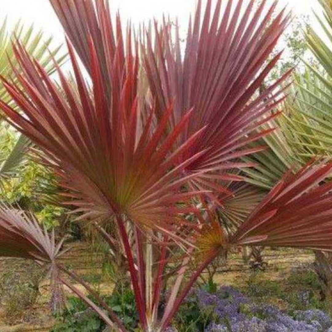 Live Palm Tree Plant in 3 Gallon Pot, No CA, Large Fully Rooted Size, Ready to Plant for Home Décor Indoor Outdoor Landscape, Rare Palm Trees, Latan Palm