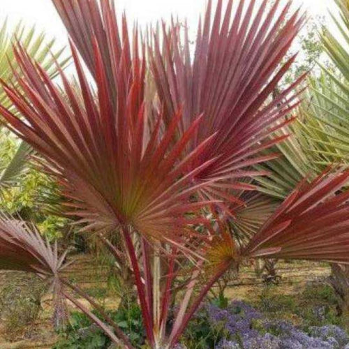Live Palm Tree Plant in 3 Gallon Pot, No CA, Large Fully Rooted Size, Ready to Plant for Home Décor Indoor Outdoor Landscape, Rare Palm Trees, Latan Palm