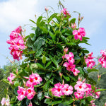 2 Pink Mandevilla Plants Live 4–7" Tall, Live Mandevilla Flowering Tropical Vines for Patio, Containers and Backyard Landscaping