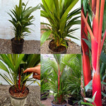 Palm Tree Live Plant, Fully Rooted in 3 Gallon Pot, Rare Tropical Plant Live for Indoor or Outdoor Growing, Red Lipstick