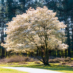 2 Cold Hardy Serviceberry Live Plant Tree in Quart Pot, 12-18" in Tall, Dormant, Well-Rooted for Outdoor Planting