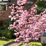 Magnolia Tree Live Plant 6 to 14 Inch Height, Fragrant Magnolia Plant Live to Grow, Magnolia Bush Flowers in Pot (Saucer Magnolia)