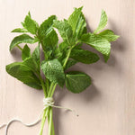 Spearmint Plant Live in 4'' Pot, Mint Herb Plants for Culinary and Garden Growing, Perennial Herbs