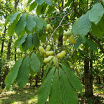 Pawpaw Live Plant, Pawpaw Fruit Tree, 1-2 Ft Tall