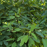 Hardy Sassafras Tree Seedling Bare Root 1-2 Ft Tall