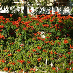 2 Red Cape Honeysuckle Plants Live for Planting, Fragrant, Easy to Grow, Perfect for Landscaping, No Pot, Ideal for Trellises Fences, Climbing or Bush, Rooted Cutting 8-12", Dormant No Leaf