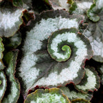 Begonia Plant Live, Colorful Begonia Plants 4-8 Inches, Decorative Houseplant for Indoor Outdoor Gardens and Containers (Silver Foliage)