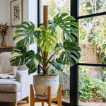 Set 2 Monstera Constellation Plants Live, Live Variegated Monstera Houseplants, Monstera Plant from 5 Inc Tall