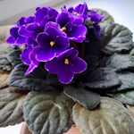 Purple African Violet Plant Live, 4 Inch Pot, Indoor Flowering Plant