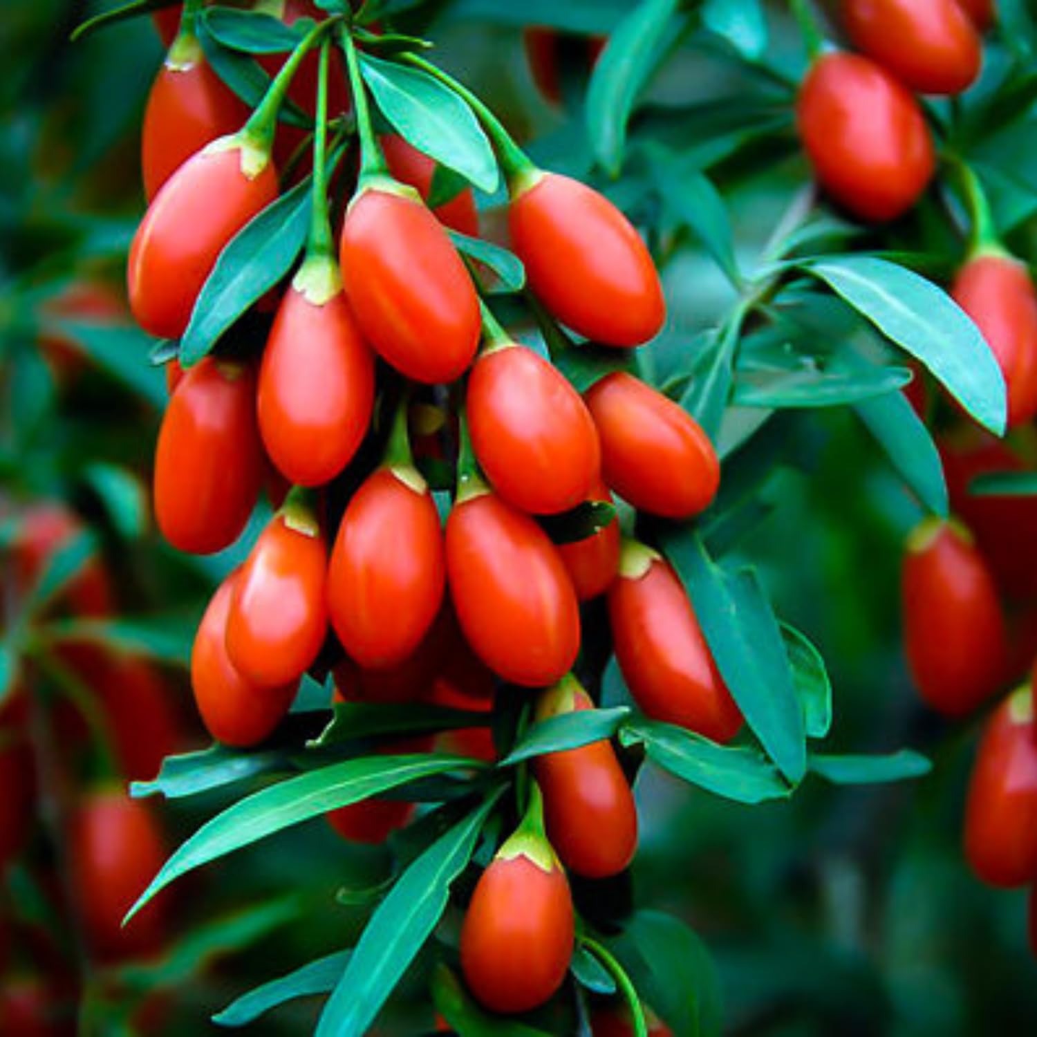 Goji Berry Plant Live, 5-9 Inches Tall, No Pot, Cold Hardy Goji Berries Fruit Plant for Home Garden