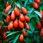 Goji Berry Plant Live Fruit Plant, 8-12” Tall, Fully Rooted in Half Gallon Pot, Hardy Berry Plant for Outdoor Planting