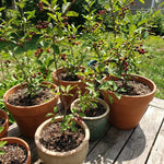 Chokecherry Tree Live Plant in 5 Inch Pot, Fruit Tree for Backyard Garden and Patio Containers Growing, 4-8 Inches Tall
