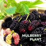 Mulberry Tree Live Plant 5 to 8 Inc Height, Sweet Mulberry Bush Live Plant, Mulberry Plant Live (Illinois Mulberry)