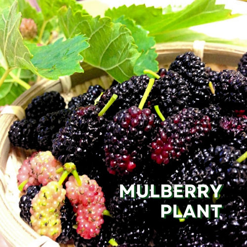 2 Illinois Mulberry Live Plants, Patio Container Fruit Tree, 5-8 Inch Tall