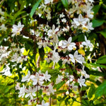 Light Bulb Clerodendrum Wallichii Live Plant, 5–8” Starter Chains of Glory Shrub for Patio, Containers & Garden Landscaping, Clerodendrum Schmidtii Like