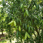 White Finger Lime Tree Live Plant, Rare Citrus Fruit Tree from 1–2 Feet Tall in 3 Gallon Pot, Ready for Indoor Outdoor Planting