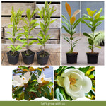 Magnolia Tree Live Plant 6 to 12 Inch Height, Fragrant Magnolia Plant Live to Grow, Magnolia Bush Flowers (Southern Magnolia)