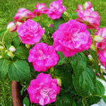 2 Impatiens Plants Live, Impatiens Flower Live Plant, 5 to 7 Inc Tall, Annual Flower Hanging Basket Plants Outdoor Indoor (Double Purple)