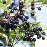 2 Black Elderberry Plants Live to Grow, 6 to 12 Inch Tall, Elderberries Bush Live, Berry Fruit Trees Live Plants