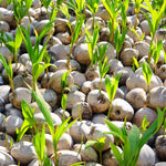 Yellow Coconut Sprouted Live Plant, 6-8 Inches Tall, Tropical Coconut Seedling for Outdoor Garden, Patio, Landscape and Container Growing
