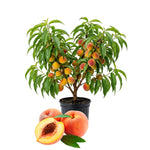 Patio Peach Live Plant, Sweet Peach Fruit Tree, 1-2 Ft Tall