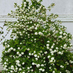 Set 4 Japanese Snowball Viburnum Bush Plants Live Bare Roots, Hardy Viburnum Snowball Plant Live Bush, 12-20 Inches Tall, No Leaves