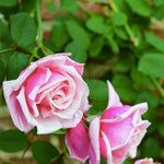 Live Pink Climbing Roses Plant, Starter Climbing Rose Bush Plant, 4-7" in Tall for Spring Planting