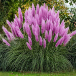 200 Purple Pampas Grass Seeds, Ornamental Grass Seeds for Planting, Perennial Pampas Grasses for Landscaping and Decoration